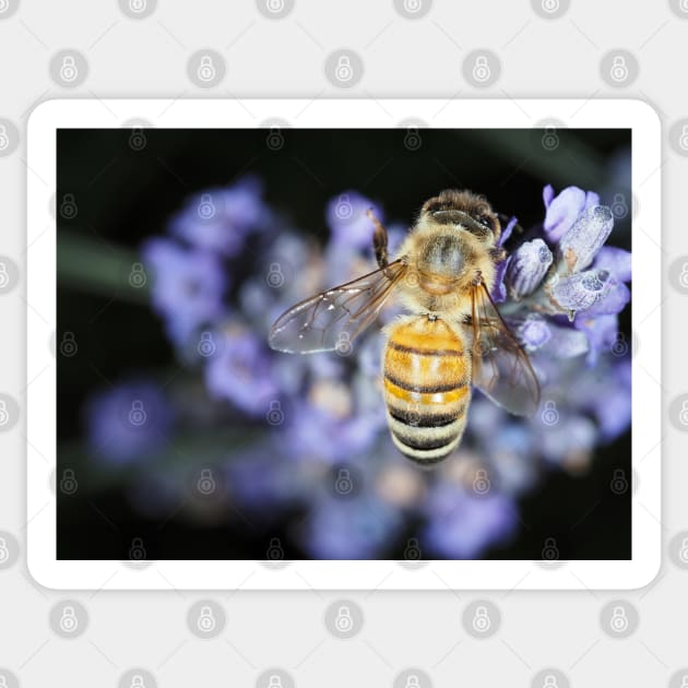 Honey bee (Apis mellifera) gathering nectar on lavender flowers Sticker by SDym Photography